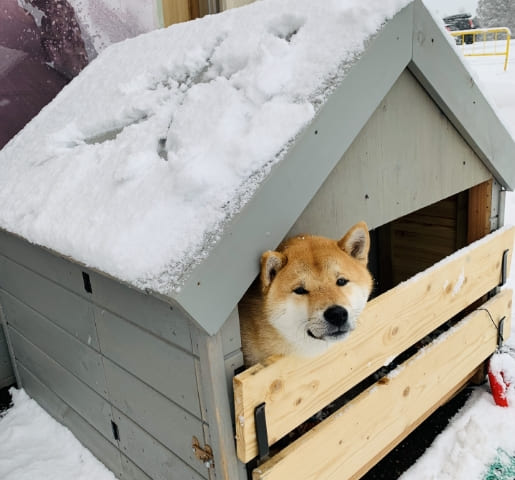 多くの日本人が「犬小屋」に住んでいる？